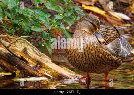 Female Mallard duck preening at water's edge Stock Photo