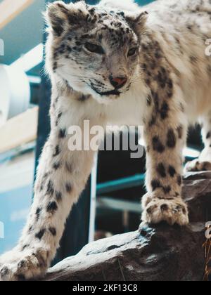 Effigy of lynx in shopping mall sneaks over rocks. Hunter's Trophy