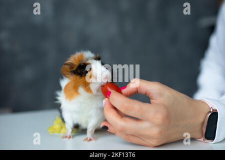 Trichromatic nice guinea pig sit on table closeup and eat food, selective focus, blurred background. Female hand in smart watch feed hungry little Stock Photo