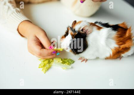 White-orange-black beautiful guinea pig sit on table closeup and eat fresh lettuce. Bright manicured hand of little girl feed hungry furry cavy Stock Photo