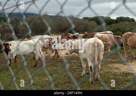 cows stabled or locked behind a metal fence where you can see that they are fed and fattened for later consumption Stock Photo