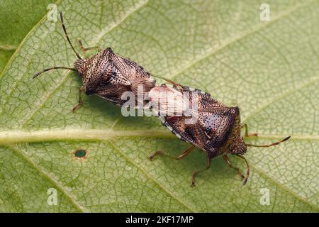 Mating Parent Bugs (Elasmucha grisea) on birch leaf. Tipperary, Ireland Stock Photo