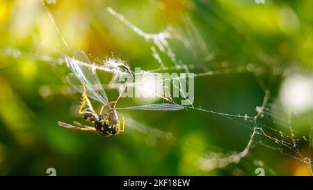 A wasp is killing a damselfly Stock Photo