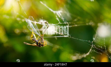 A wasp is killing a damselfly Stock Photo