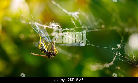 A wasp is killing a damselfly Stock Photo