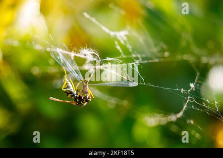 A wasp is killing a damselfly Stock Photo