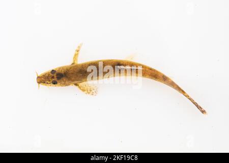 Stone loach on a white background Stock Photo