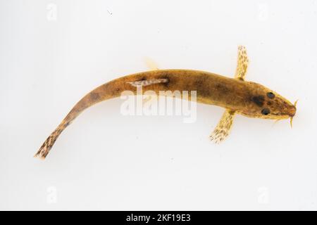 Stone loach on a white background Stock Photo