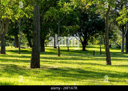 sunset in a park, light filtering through the trees, latin america Stock Photo