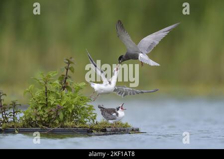 black terns Stock Photo