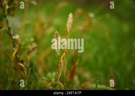 Dry grass in green field. Natural floral background. Stock Photo