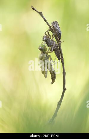 four-spotted chaser Stock Photo