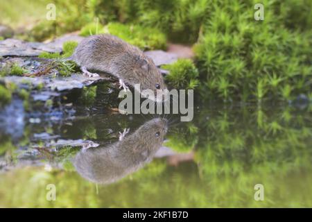 root vole Stock Photo