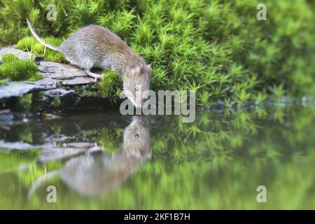 root vole Stock Photo