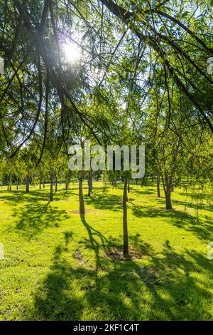 sunset in a park, light filtering through the trees, latin america Stock Photo