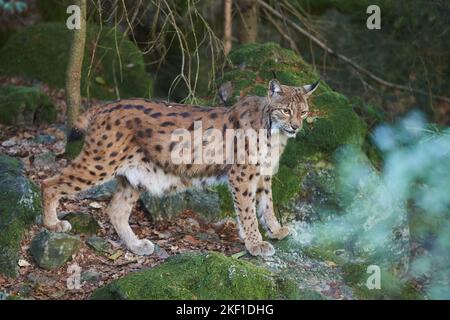 standing Lynx Stock Photo