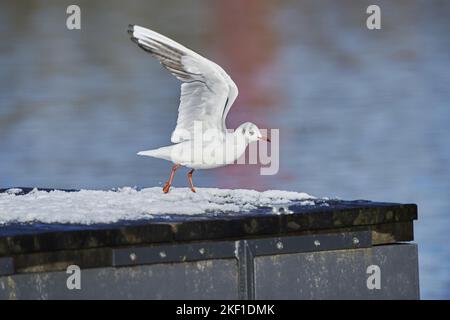 flying Black-headed Gull Stock Photo
