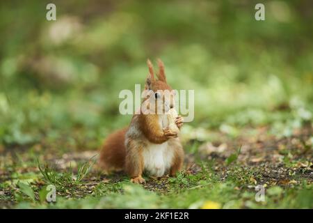 Eurasian red squirrel Stock Photo