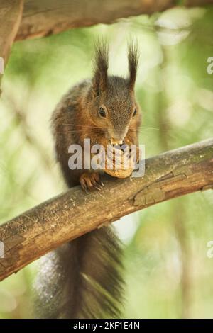 Eurasian red squirrel Stock Photo