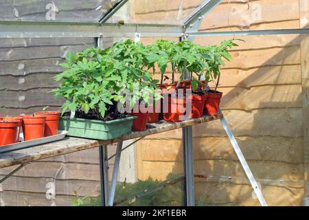 Tomato plants growing in pots ready to be transplanted in their final growing position. Stock Photo