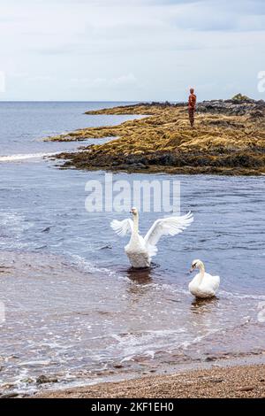 Two mute swans at Saddell Bay on the Kintyre Peninsula, Argyll & Bute, Scotland UK - Grip by Antony Gormley is in the background. Stock Photo