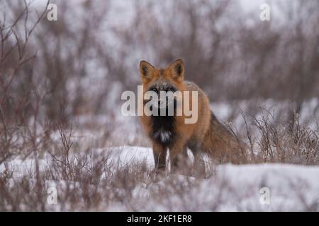 Cross-fox in winter Stock Photo