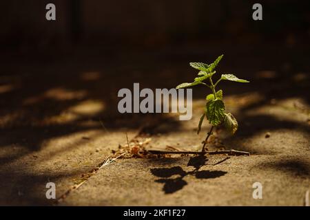 Small green grass grows in the stone road. Stock Photo
