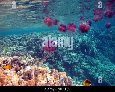 Jellyfish cauliflower, (Cephea cephea), or Cauliflower ellipse on the reefs of the Red Sea. Stock Photo