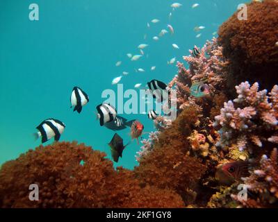 Fishes. Whitetail dascyllus. Fish - a type of bone fish Osteichthyes. Pocacentric - Pomacentridae. Zebra-like dascil. Stock Photo