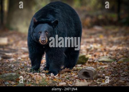 Black bear drooling and looking at camera with brown eyes. Stock Photo