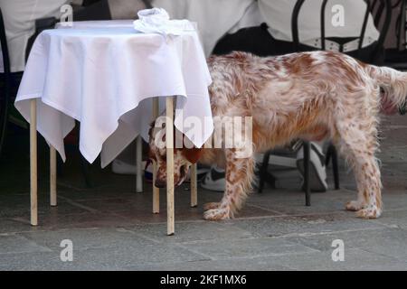 A dog on the dog days Stock Photo