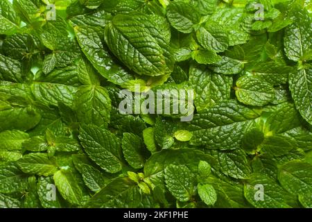 Green LEAVES BACKGROUND, LEAVES PATTERN, GREENARY of nature , branch of leaves Stock Photo