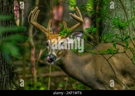 A Male White Tailed Deer Buck (Odocoileus virginianus)  with large antlers licking his lips in Michigan, USA. Stock Photo