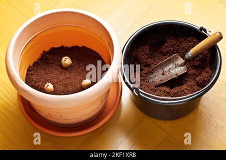 Photo series about growing potatoes in containers: 2. Place in a big plant pot with drainage holes and saucer on about 4 inches (10 cm) of soil. Stock Photo