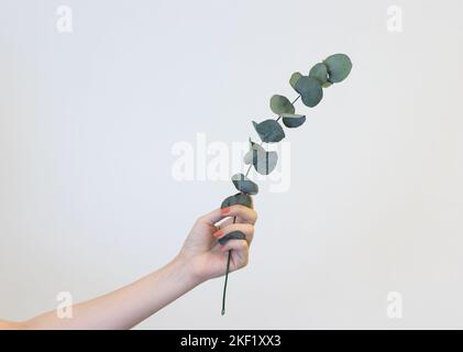 hand holding eucalyptus, on white background Stock Photo