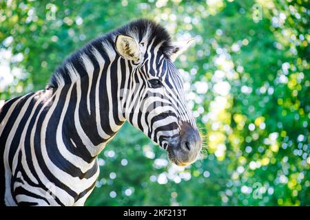Zebra against green blurred foliage background Stock Photo