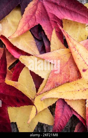 A pile of colorful autumn leaves Stock Photo