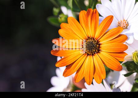 A colorful portrait of an orange african daisy or osteospermum standing in a garden and blossoming on top of other white daisies. The vibrant flower h Stock Photo