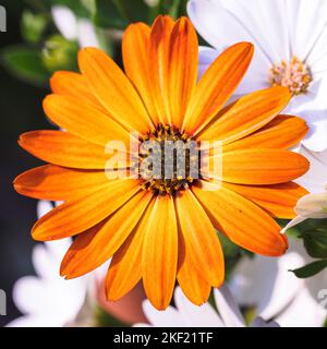 A vibrant portrait of an orange african daisy or osteospermum standing in a garden and blossoming on top of other white daisies. The colorful flower h Stock Photo