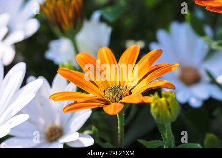 A beautiful and colorful portrait of an orange african daisy standing in between multiple white daisies. The vibrant flower is also called an osteospe Stock Photo