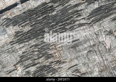 The texture of old plywood. The background is made of an old tree with moss. Top view of time-damaged plywood. Stock Photo