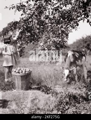 1920s LITTLE GIRL IN A FARM ORCHARD PICKING APPLES FROM TREE FILLING A BUSHEL BASKET AND YOUNG JERSEY CALF GRAZING UNDER TREE - j921 HAR001 HARS FULL-LENGTH COW FARMING APPLES CALF AGRICULTURE B&W SUMMERTIME BRUNETTE GOALS CATTLE ANIMAL BABY CHORE FILLING CHOICE FARMERS COWS PRIDE ORCHARD BUSHEL COOPERATION GRAZING JUVENILES MAMMAL SEASON BLACK AND WHITE CAUCASIAN ETHNICITY DOMESTICATED HAR001 LIVESTOCK OLD FASHIONED Stock Photo