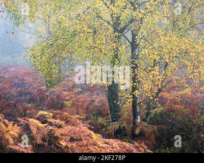 Birch trees with golden leaves on a misty morning in Autumn on the moors of Northumberland National Park, North East England Stock Photo