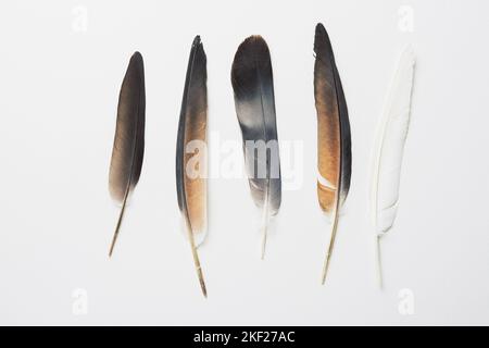 Bird pigeon feathers on a white background. Stock Photo