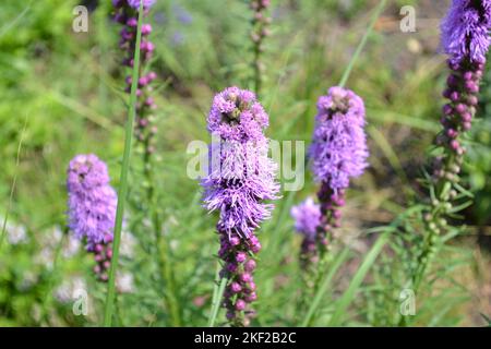 Beautiful unusual flowers of Liatris pycnostachya, prairie blazing star, perennial, Asteraceae, lilac-purple. Stock Photo