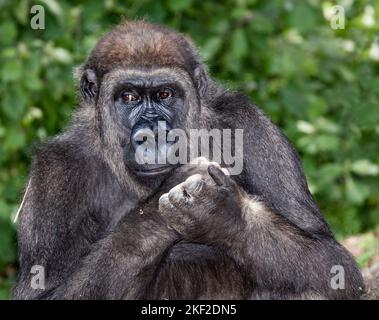 Gorillas are herbivorous, predominantly ground-dwelling great apes that inhabit the tropical forests of equatorial Africa. Stock Photo