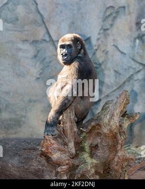 Gorillas are herbivorous, predominantly ground-dwelling great apes that ...