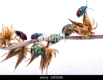 Tectocoris diophthalmus, commonly known as the hibiscus harlequin bug or cotton harlequin bug, is the sole member of the genus Tectocoris. It is a bri Stock Photo