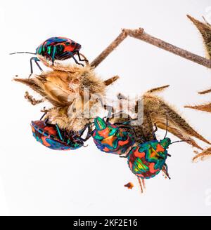 Tectocoris diophthalmus, commonly known as the hibiscus harlequin bug or cotton harlequin bug, is the sole member of the genus Tectocoris. It is a bri Stock Photo