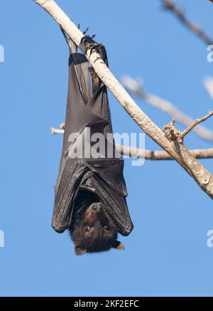 The grey-headed flying fox (Pteropus poliocephalus) is a megabat native to Australia. Flying-foxes feed on the nectar and pollen of native blossoms an Stock Photo